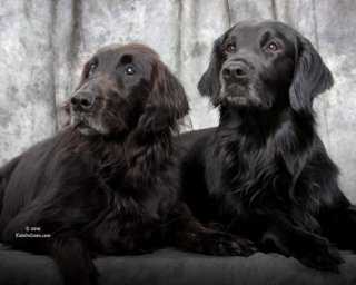 flatcoats.jpg