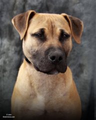 pitty1.jpg