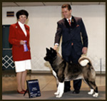 Akita Puppies, Akita Breeder